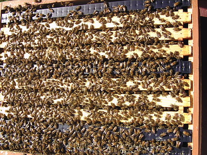 hive, apis, mellifera, bee, beekeeping, honey, pollen, honeycomb HD wallpaper