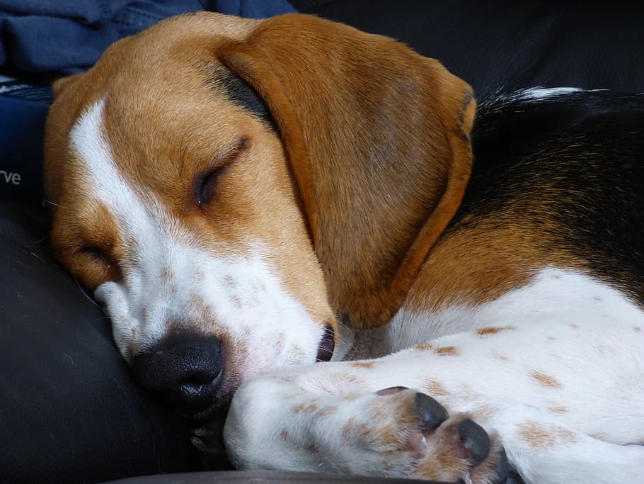 short-coated brown and white dog sleeping on black fabric, Beagle HD wallpaper