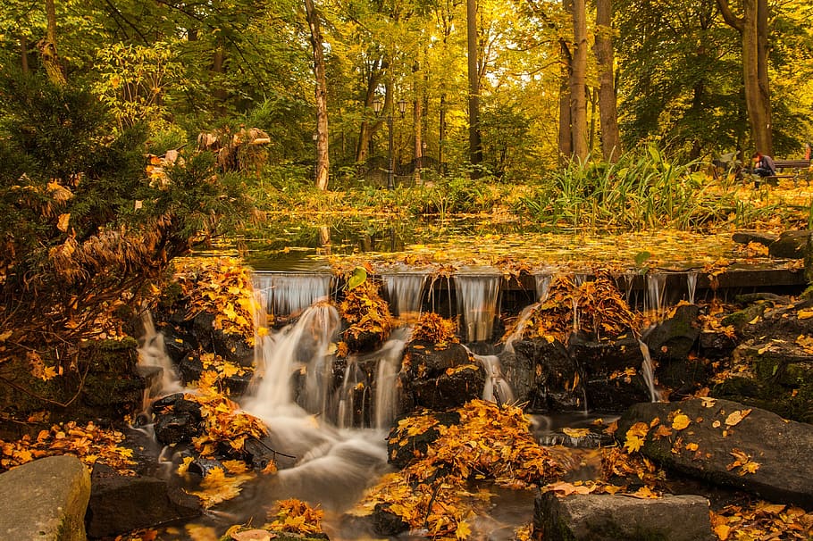 forest, trees, plants, nature, landscape, stream, water, leaf HD wallpaper