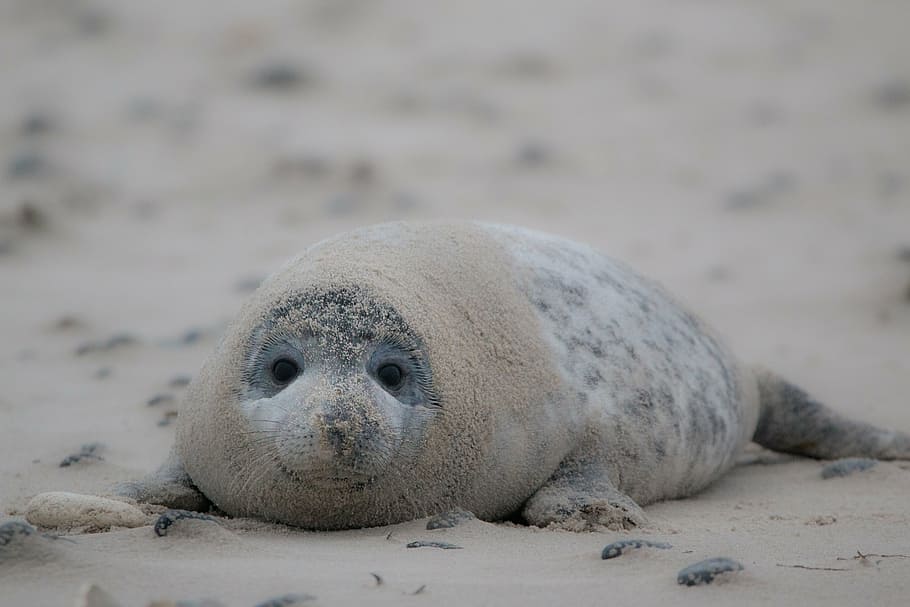 selective focus photo of gray seal lying on brown sands at daytime, HD wallpaper