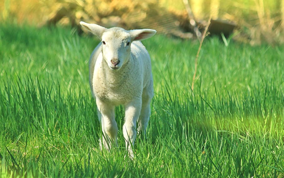 white lamp walking on green grass field during daytime, lamb