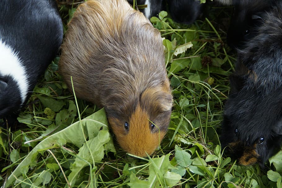 guinea pig, cute, rodent, pet, small animal, close, cuddly