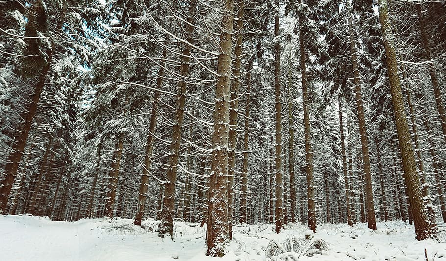 Winter, Snow, Wintry, Bushes, winter bushes, snowy, nature HD wallpaper