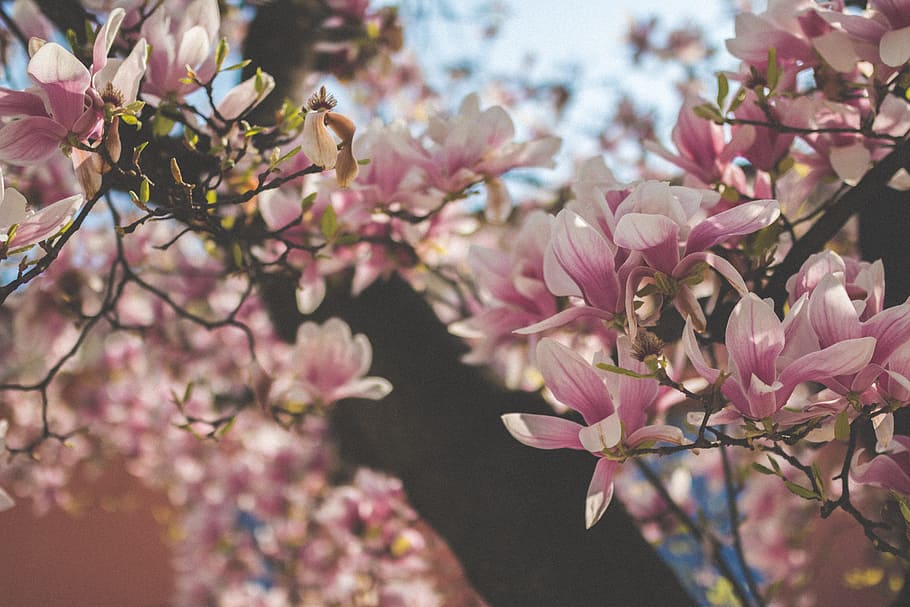 selective focus photography of pink flowers, photo of sakura tree HD wallpaper
