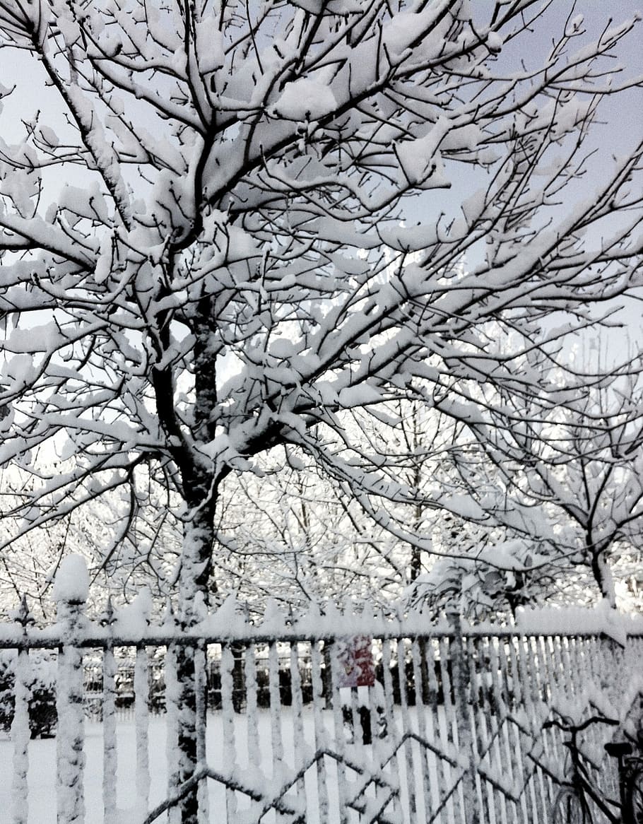 Snow, Winter, Beijing, bare tree, cold temperature, branch