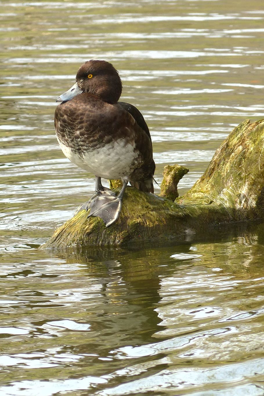 Bird, Water, Duck, animals in the wild, animal themes, lake HD wallpaper