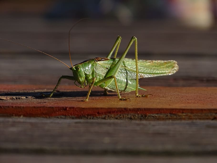 grasshopper, green, macro, nature, invertebrate, insect, animal themes HD wallpaper