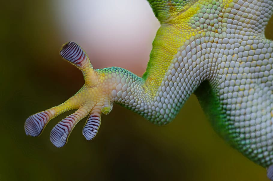 green and white lizard, gecko, hand, sticky, nature, reptile, HD wallpaper