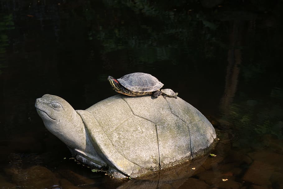 turtle, statue, creatures, pond, parent child, animal, animal themes HD wallpaper