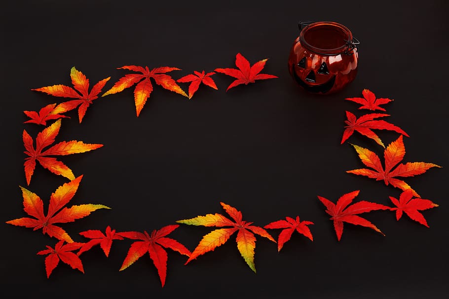 Pumpkin, Background, Dark, Frame, autumn, color, decoration HD wallpaper
