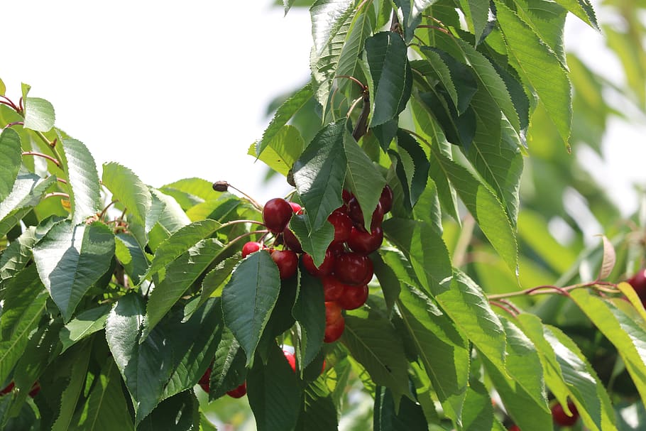 cherry, leaves, green, leaf, plant part, growth, food and drink HD wallpaper
