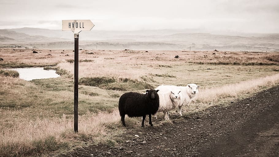 two white and one black sheeps beside road, animals, dirt, fields HD wallpaper