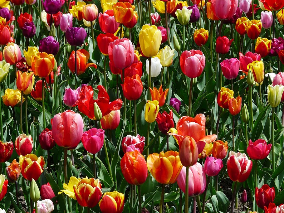 assorted-color tulip flower field, tulips, tulpenbluete, flowers