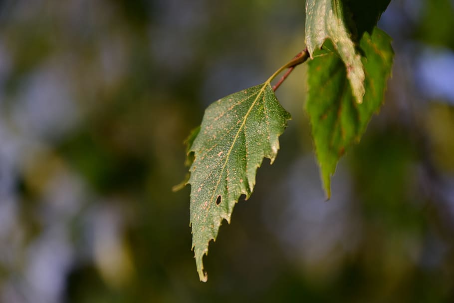 Leaf, Tree, Branch, Green, Light, sunlight, lichtspiel, evening HD wallpaper