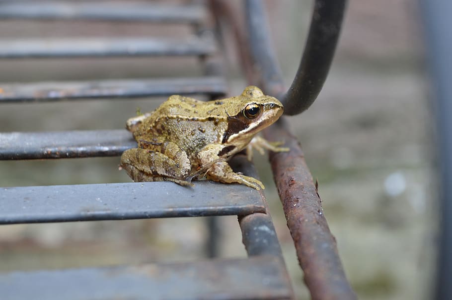 animal, frog, nature, animals in the wild, animal wildlife HD wallpaper