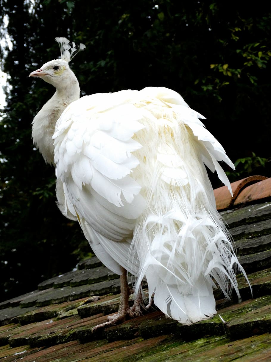 white peafowl, peacock, plumage, bird, nature, animal, feather