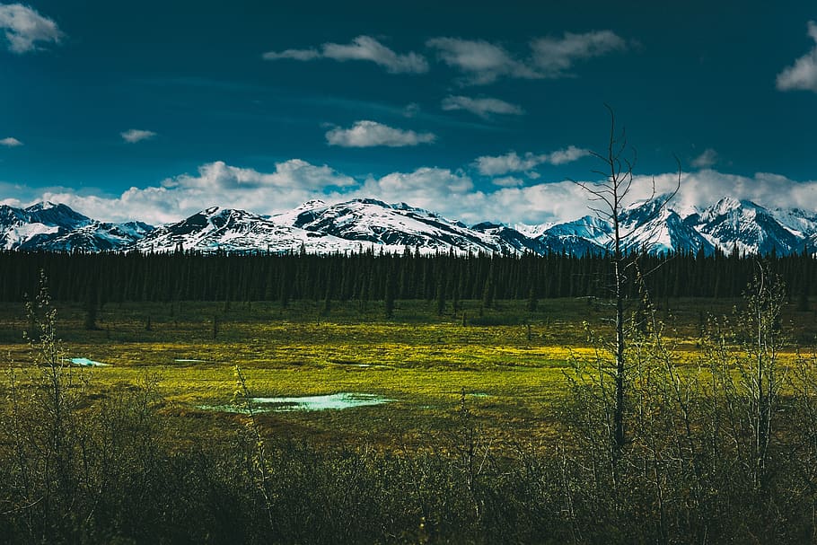 green, grass, trees, plants, forest, mountain, valley, nature HD wallpaper