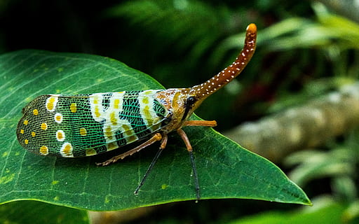 Canthigaster Cicada, Fulgoromorpha, insect, proboscis, long HD wallpaper