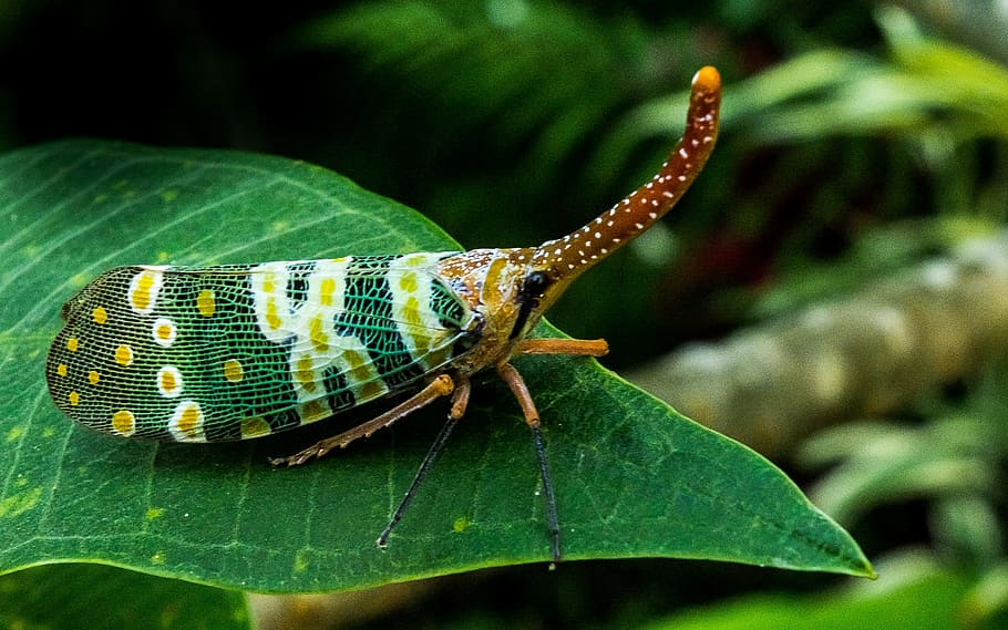 Canthigaster Cicada, Fulgoromorpha, insect, proboscis, long HD wallpaper