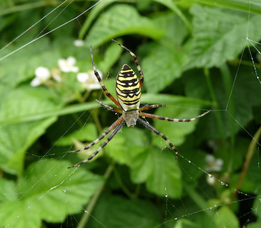 Wasp Spider, Leaves, Leaf, Macro, close-up, nature, outside HD wallpaper