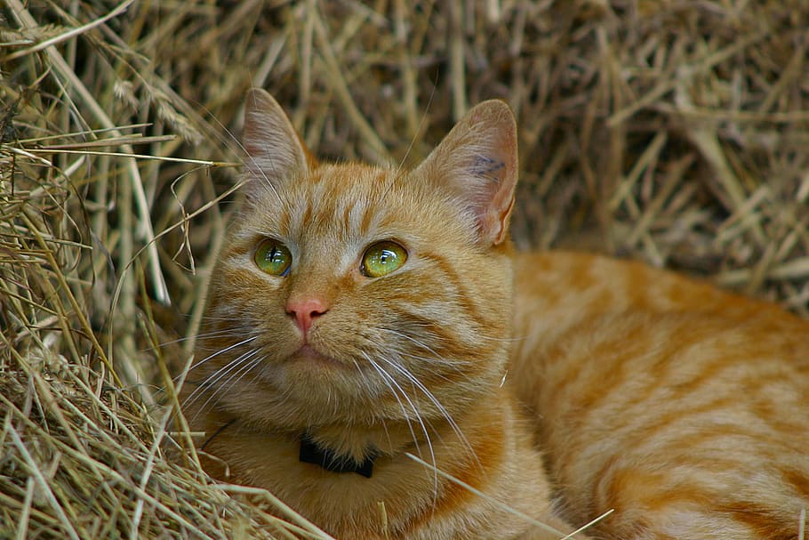 orange tabby cat lying on hay, kitty, feline, face, pet, domestic HD wallpaper