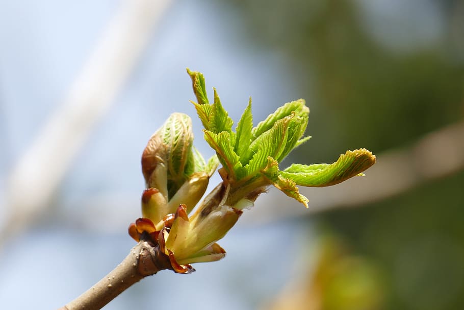chestnut, bud, branch, spring, green, beautiful, sprout, blossom HD wallpaper