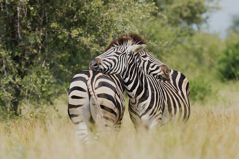 shallow focus photography of two zebra cuddling at the wildlife, two zebra standing near trees during daytime HD wallpaper