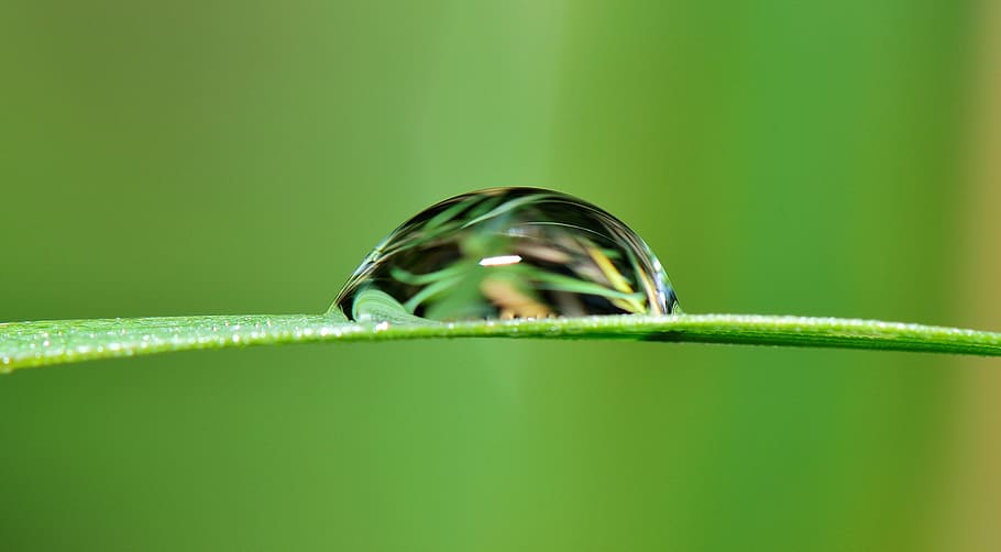 drop, water, grass, rain, nature, wet, fall, plant, raining HD wallpaper