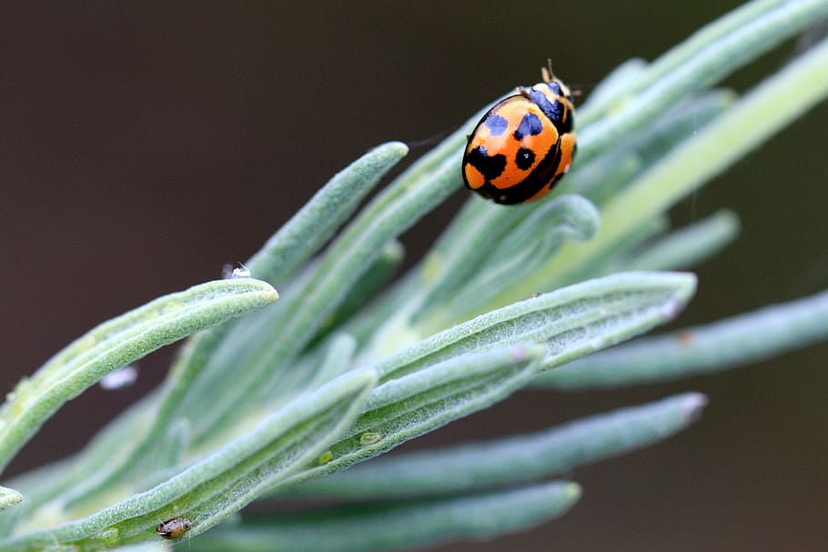 orange and black bug focus photography, ladybug, shine, green