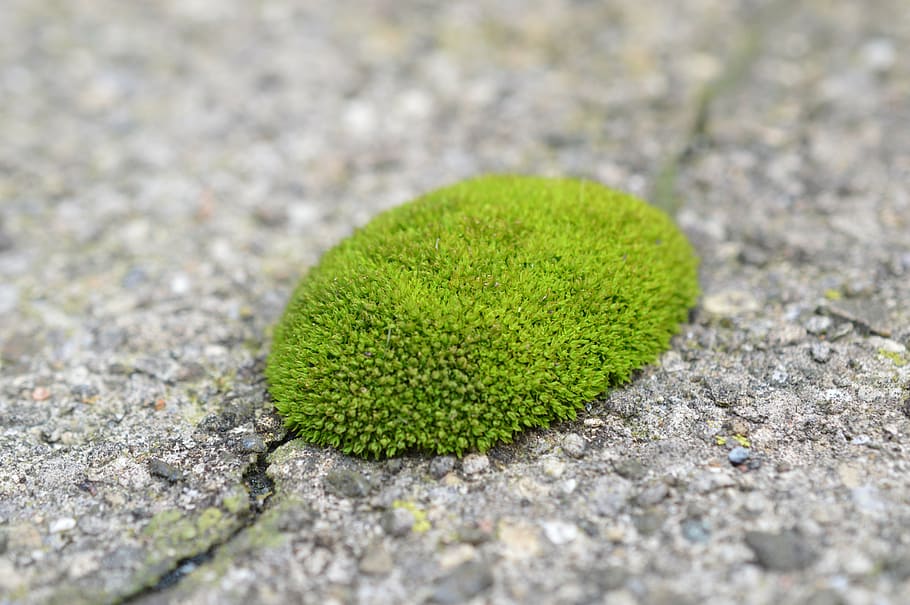 moss, texture, green, rock, path, old, green color, close-up HD wallpaper