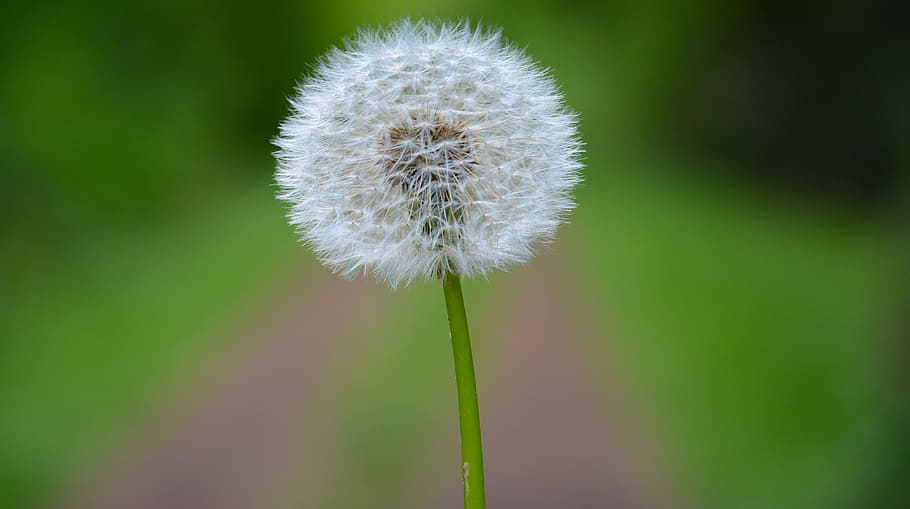 dandelion, macro, foreground, nature, tooth lion, flower, growth HD wallpaper