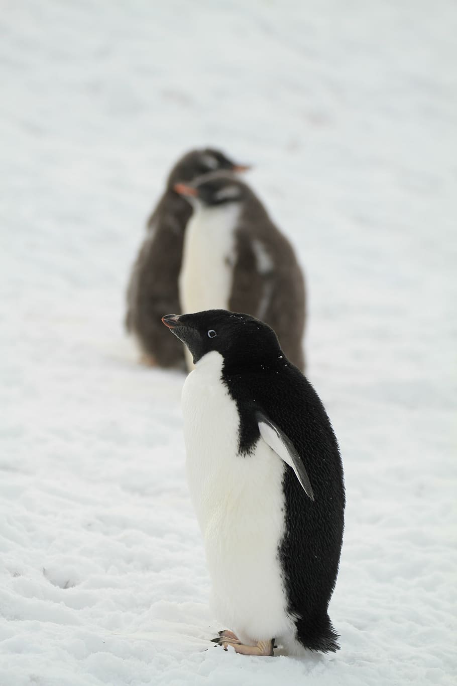 penguin, antarctica, small animals, animal wildlife, animals in the wild HD wallpaper