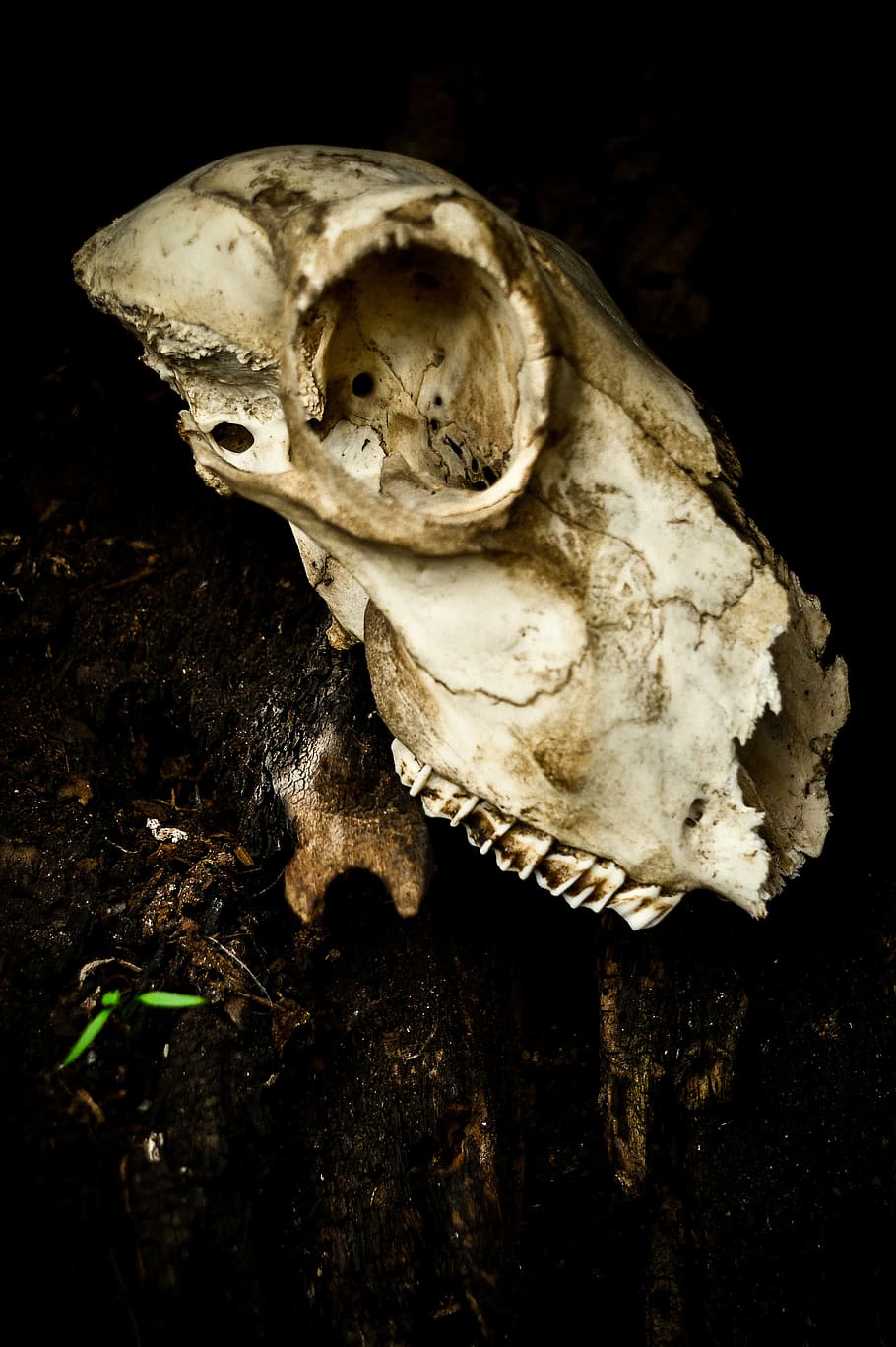skull, death, life, dead, head, horror, bone, gothic, scary HD wallpaper