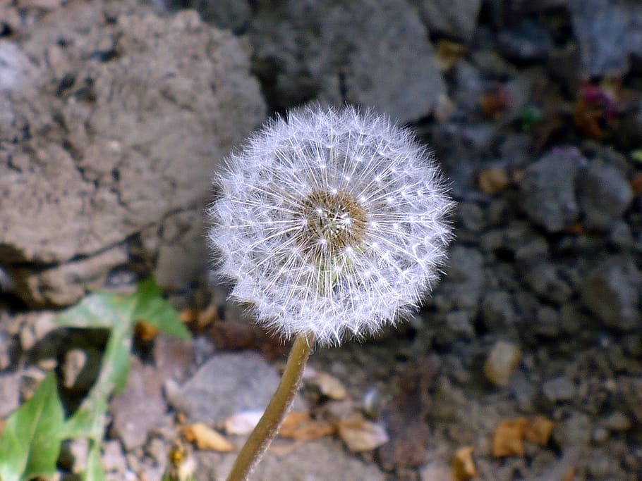 dandelion, light, white, seed, flower, flowering plant, fragility HD wallpaper