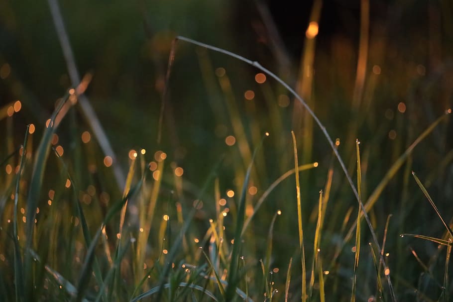 Meadow, Sunlight, Dew, Drip, Nature, lighting, mood, out, out of focus HD wallpaper