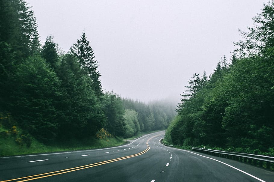 black asphalt road in between trees with foggy weather, road in the middle of trees HD wallpaper