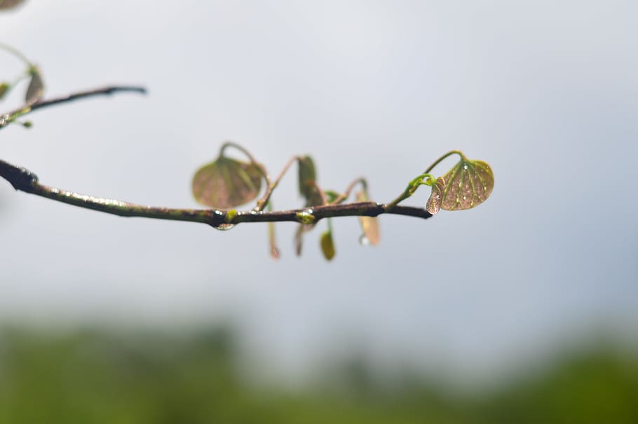 xi, wang, shu, plant, close-up, nature, no people, green color HD wallpaper