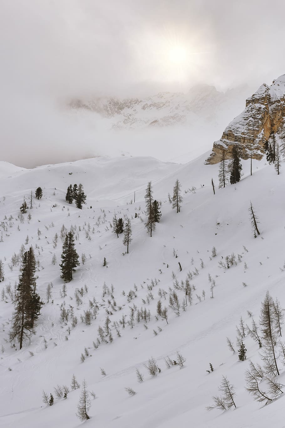snow coated mountain with trees, sunrise on mountain covered with snow HD wallpaper