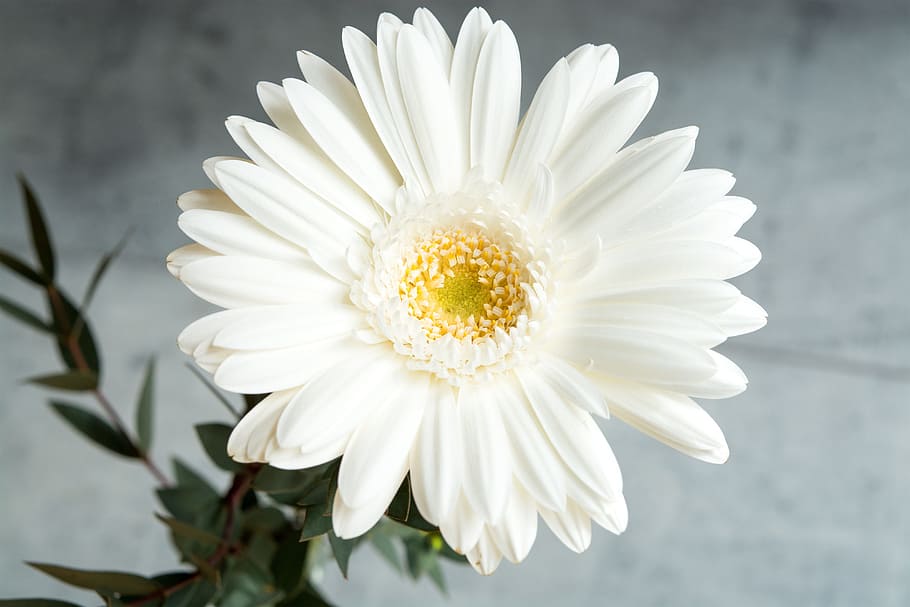 gerbera, white, white gerbera, flower, white flower, blossom HD wallpaper