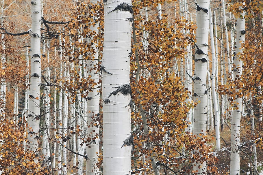 white tree trunks with brown leaves, autumn, branches, forest, HD wallpaper