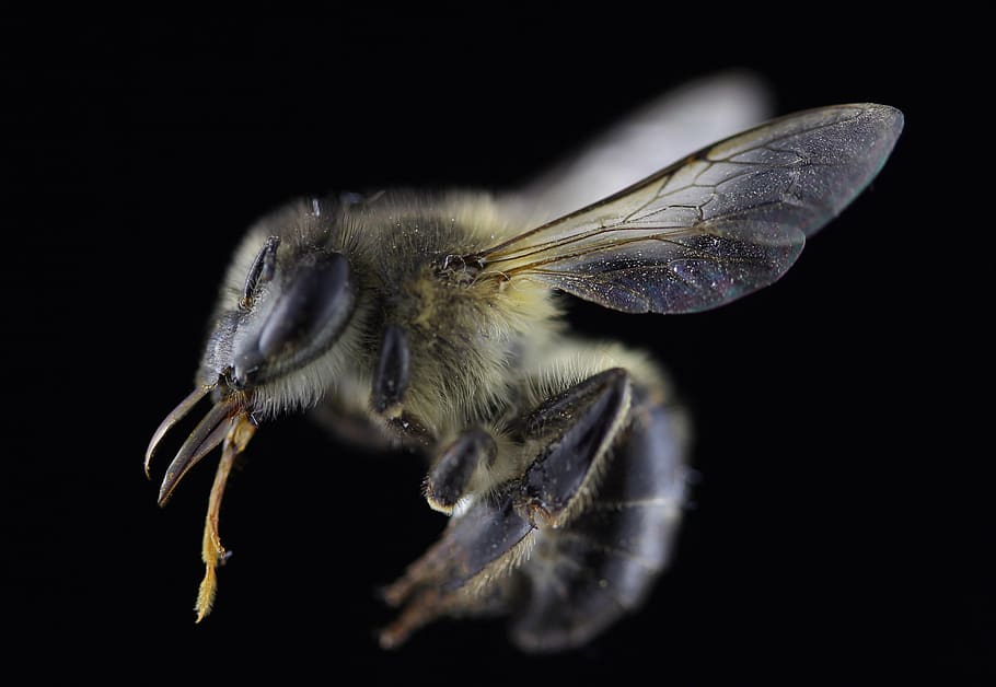 bee, macro, black, honeybee, animal themes, insect, invertebrate HD wallpaper