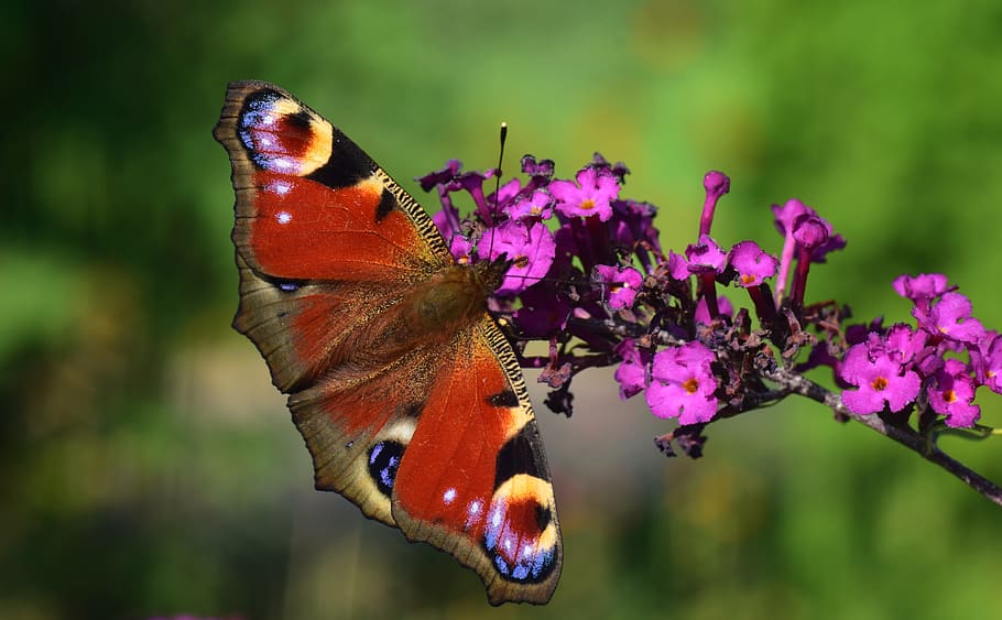 peacock butterfly perching on pink petaled flower, insect, close