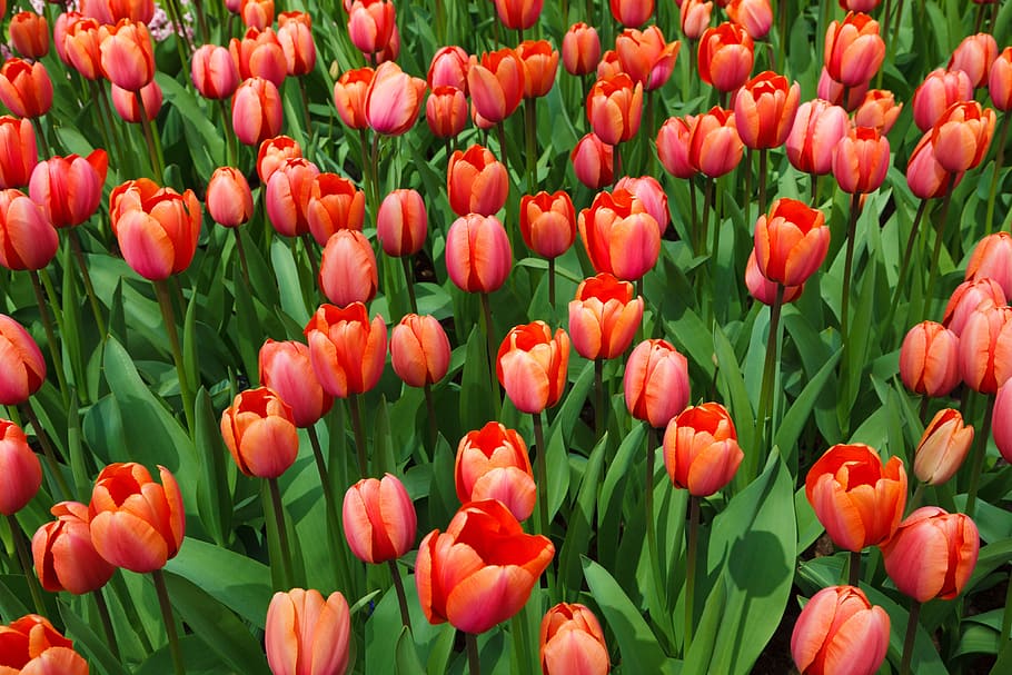 beautiful, flower, bed, bloom, flowers, color, colorful, flora HD wallpaper