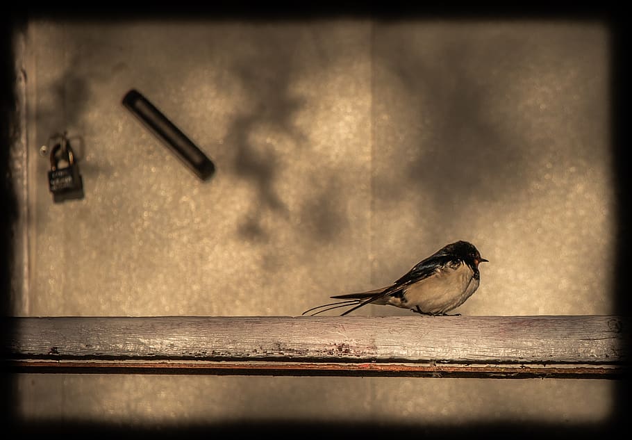 bird, swallow, railing, castle, pen, animal themes, one animal HD wallpaper