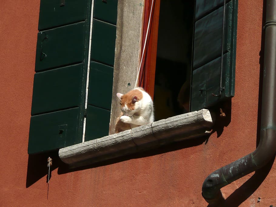 cat, windowsill, animal, pet, home, house, fluffy, sweet, sitting HD wallpaper