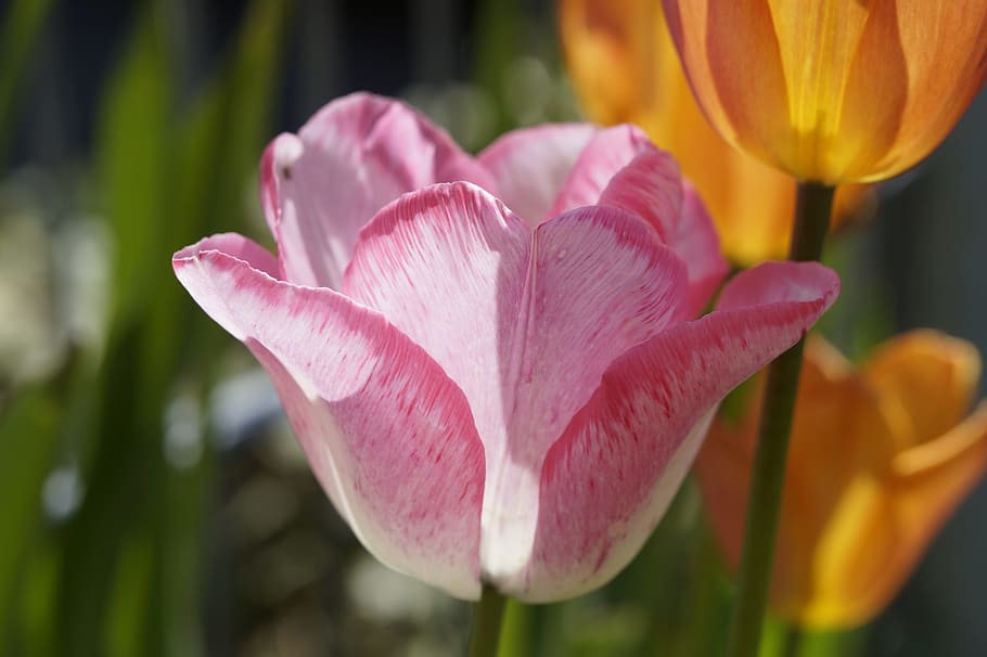 Tulip, Flower, Pink, Spring, Garden, flower garden, macro, sunny HD wallpaper