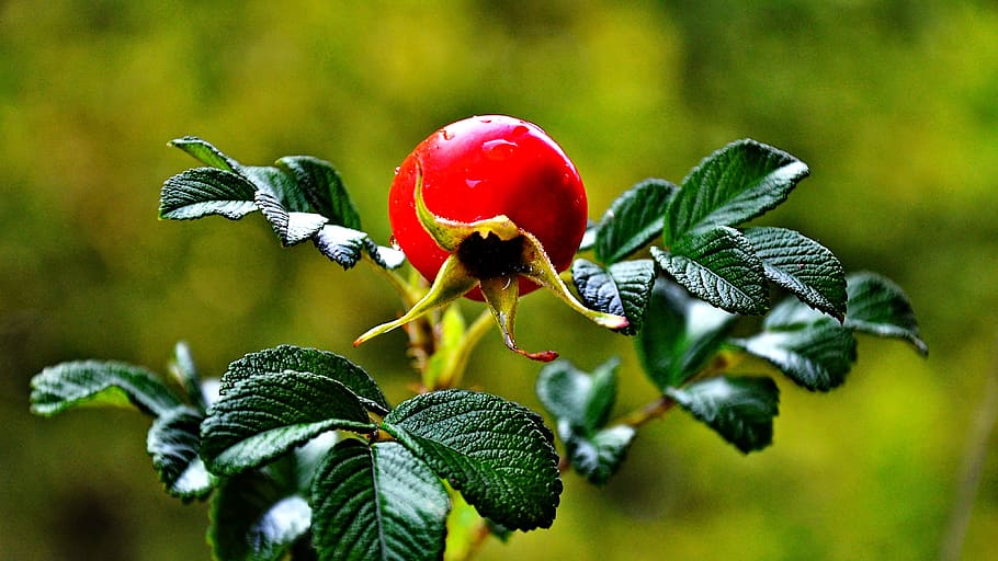 rose, fruit, nature, leaf, plant part, growth, close-up, red HD wallpaper