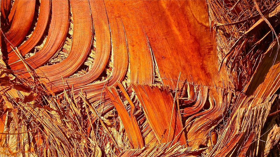 tree, trunk, texture, bark, palm tree, vegetable, nature, wood HD wallpaper