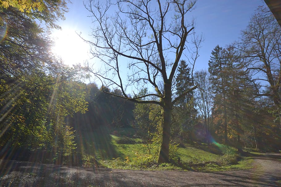 forest, sun, autumn, back light, nature, glade, tree, plant HD wallpaper