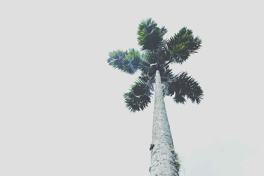 green leafed tree, low angle photography of green leaf tree, palm tree HD wallpaper